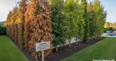 Privacy Tree Landscaping Strategies